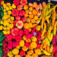 Variety of super hot peppers  at Fat Squirrel Peppers in Tuscaloosa