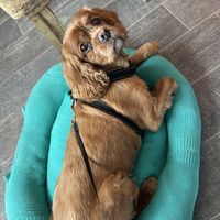 Teddy look so cosy on their bed!  at Peas and Libertea in Whitley Bay