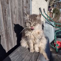 The boss at Wohlfühlhof Zeh e.V. - Lebenshof für Tiere & Ferienhof in Waltenhofen