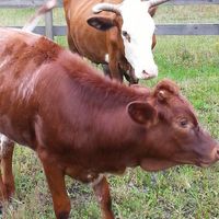 Baby Isabelle and mother (Molly) were rescued from an illegal slaughterhouse in South Florida but now happily reside at the sanctuary!   at CJ Acres Animal Rescue Farm in Keystone Heights