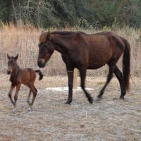 Miracles happen daily at the sanctuary, including the birth of a wild Mustang (Miakoda) whose mother was saved from slaughter. at CJ Acres Animal Rescue Farm in Keystone Heights