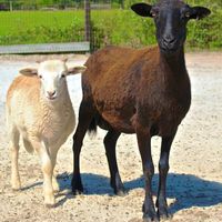 Mom and her baby are now safe at the sanctuary! at CJ Acres Animal Rescue Farm in Keystone Heights