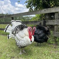   at CJ Acres Animal Rescue Farm in Keystone Heights