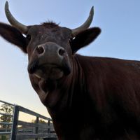 Baby Cow at CJ Acres Animal Rescue Farm in Keystone Heights
