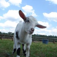 Athena - rescued from becoming someone's Easter dinner - is just one of the special residents ewe will meet at CJ Acres Animal Rescue Farm. Find out tour dates, volunteer sessions, and special ticket opportunities at www.cjacres.org at CJ Acres Animal Rescue Farm in Keystone Heights