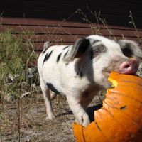 Pigs, sheep, chickens, horses, cows, ducks, goats, turkeys...ewe name it, we rescue them (if 'them' is an in-need farmed animal). Find out more about our life-changing work at www.cjacres.org and check out our Herd Calendar to plan your visit. at CJ Acres Animal Rescue Farm in Keystone Heights