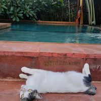 Pool at Xanadu Surf & Yoga in 