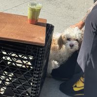 vibe  at mu.sō coffee  in Los Angeles