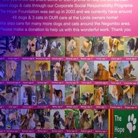 Street/beach dog support from the Lords owner, and funded in part bf Lords profits. at Lords Restaurant Complex in Negombo