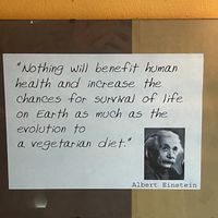 Goat  at Peace Harmony in Sydney