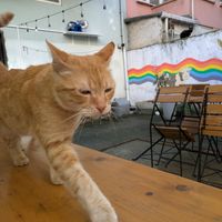  at Ayrışım Kitabevi Kafe in Istanbul