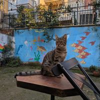  at Ayrışım Kitabevi Kafe in Istanbul