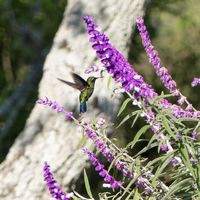 Hummingbird visit in the morning at Finca San Pedro Barichara in Barichara