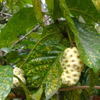 Noni at La Joya Del Sol in Perez Zeldon
