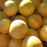 Sweet lemons at La Joya Del Sol in Perez Zeldon