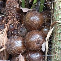 Snakefruit  at La Joya Del Sol in Perez Zeldon