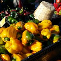 11/18/15 at Downtown Farmers' Market in Santa Cruz