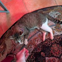 Julietta at Estambul Turkish Delight in Panama City