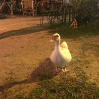 The goose in the garden at Green Gallery in Koh Phangan