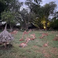 Impalas settling in for a night's rest at Satao Camp in Tsavo