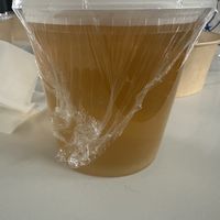 Veg pho  at Ginger & Spice  in Prosper