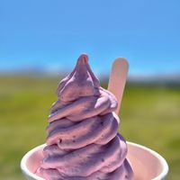  at NZ Alpine Lavender in Twizel