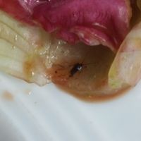 insect  at Mamalicious in Hamburg