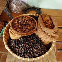 Kaffee der Farm, Kaffeetour at Midori Coffee Farm in Lam Dong