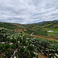 Kaffeebäume at Midori Coffee Farm in Lam Dong