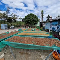 Kaffee wir getrocknet at Midori Coffee Farm in Lam Dong