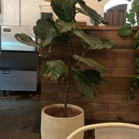 Plants everywhere love it!  at Higher Taste Plant Based in Long Beach