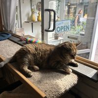 cat  at Kattencafé Stripe in Dordrecht