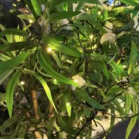 decoration  at Asian House in Tromsoe