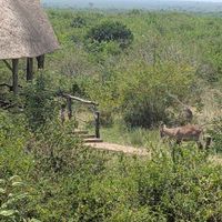 You can always spot animals! at Aardvark Safari Lodge in Katunguru