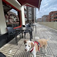 Dog friendly  at La Madriguera in Bilbao