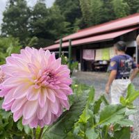View from the front gardenn  at Neruson Village Fusaya Mountain Lodge - ねるそん村 房谷山荘 in Chiba