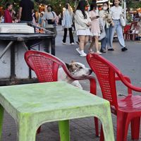 Mickey at Vegan Rice Paper - Food Cart in Hoi An