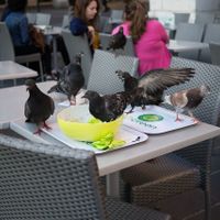 Doves at SO Green in Nice