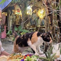 Atmosphere + kitty  at My Home Sal in Koh Phayam