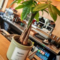 Plants at Maora Restaurant - Batignolles in Paris