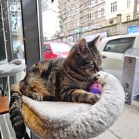  at DAS HOUSE Café & Bar in Vienna