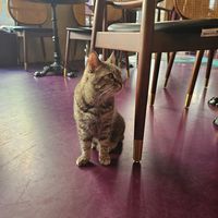  at DAS HOUSE Café & Bar in Vienna