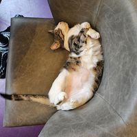  at DAS HOUSE Café & Bar in Vienna