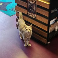  at DAS HOUSE Café & Bar in Vienna