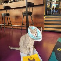  at DAS HOUSE Café & Bar in Vienna