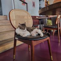  at DAS HOUSE Café & Bar in Vienna