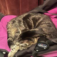   at DAS HOUSE Café & Bar in Vienna