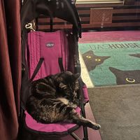   at DAS HOUSE Café & Bar in Vienna