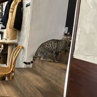 kitty  at DAS HOUSE Café & Bar in Vienna