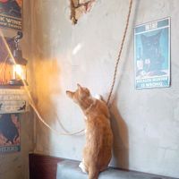  at DAS HOUSE Café & Bar in Vienna